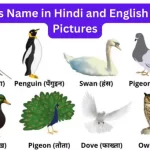 Birds Name in Hindi and English with Pictures (list of birds name)