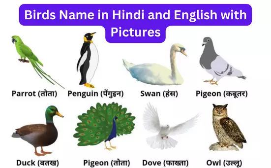 Birds Name in Hindi and English with Pictures (list of birds name)